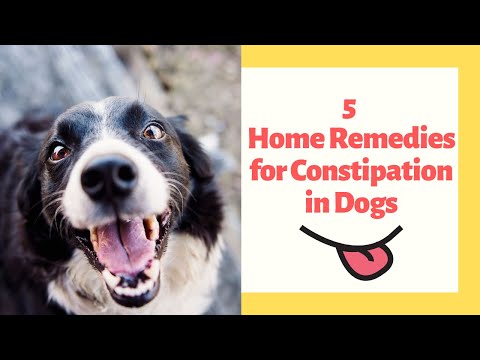 YouTube video about: What are the symptoms of constipation in dogs?