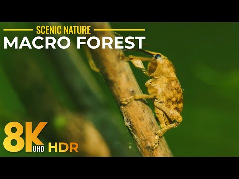 8K HDR Macro World of Little Forest Inhabitants - Tiny Wild Animals and Insects