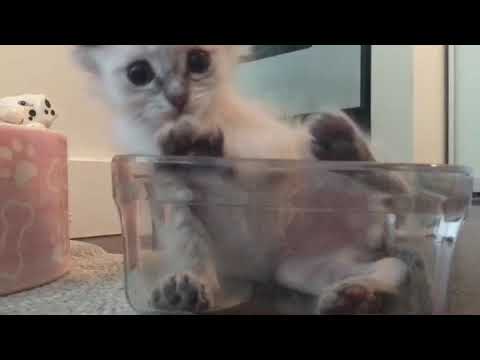 Oshi’s fancy ‘box’