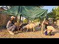 In The Arms Of Nature A Lonely Grandmother And The Sheep Who Love Her