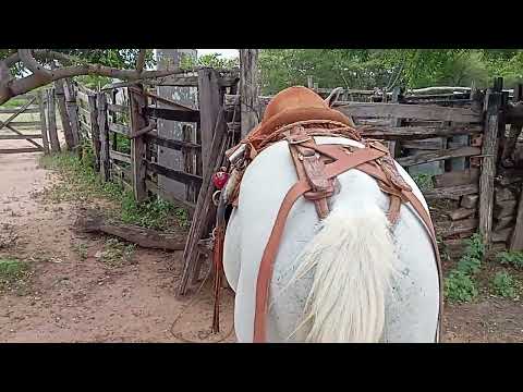 Carlos o vaqueiro mais bem trajado do sertão do Muquém de São Francisco na Bahia ♥️💯👆👆🤝🤝