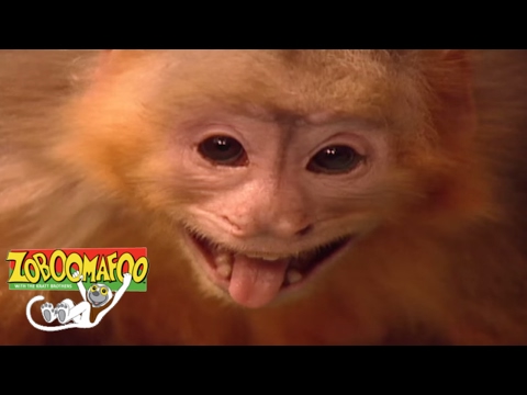🐒 Zoboomafoo 115 - Fling | HD | Full Episode 🐒