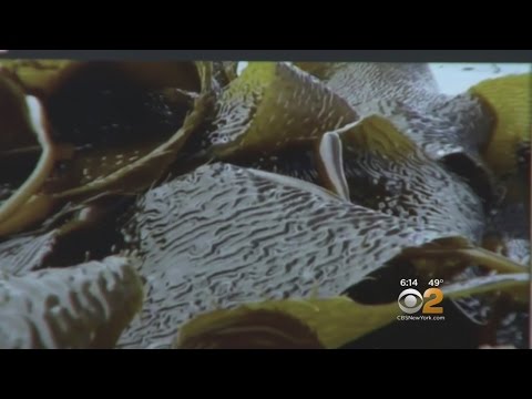 Exploring The Benefits Of Kelp
