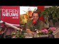Dieren hebben ook last van de eikenprocessierups