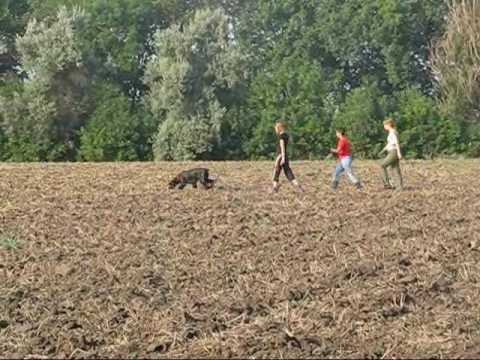 Nev Lemar Lukerya. Tracking training.