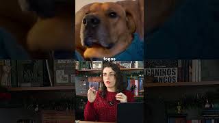 QUEM CAUSA O PÂNICO DOS CÃES COM FOGOS NO ANO NOVO?