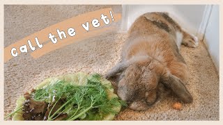 Daily Rabbit Health Check