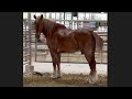 URGENT! Belgian Draft horse loaded on a truck to ship to slaughter pulled off at the last minute