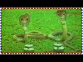 Malashree Arjun Sarja Best Scene Shivanaga Movie Scenes Kannada Hits Full HD
