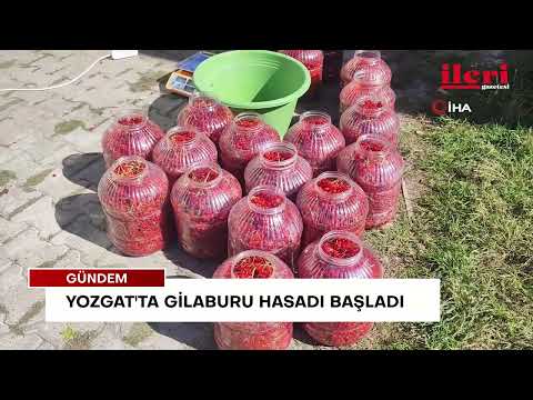 Yozgat'ta gilaburu hasadı başladı | İleri Gazetesi