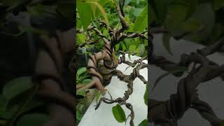 Download lagu TIPS PENGAWATAN BONSAI YG BENAR mp3 Download lagu TIPS PENGAWATAN BONSAI YG BENAR mp3