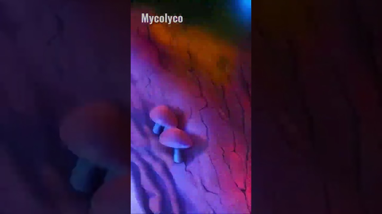 AI was asked to dream of an enchanted mushroom forest… this is the result