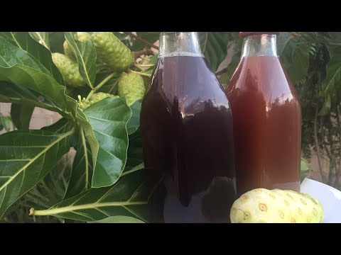 How To Make Fermented Noni Juice