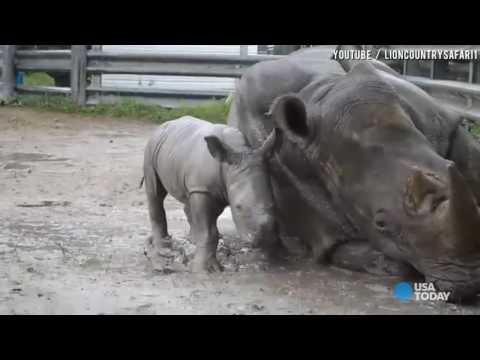 Baby rhino plays in mud and snuggles with mom