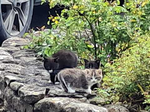 KITTENS FOR SALE - Image 2