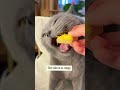 Gray Cat Eats Cat Claw Cookies Asmr Cat Shorts Kitten Cats