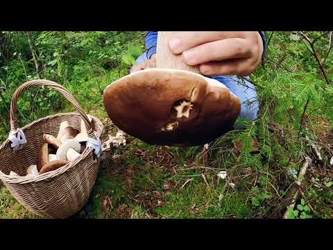 Dream mushroom forrest in Norway.