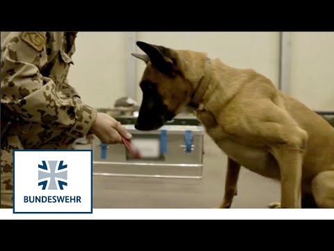 Feldjäger auf vier Pfoten | Embedded Community Mali | Bundeswehr