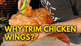 How I Raise Baby Chicks Naturally + How to Trim Chicken Wings
