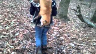 Fox trapping  with David Williams