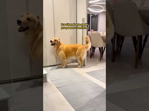 E a Chanel que pede pra passar creminho! 🤭 #goldenretriever #meme #pets #cachorro #fofura