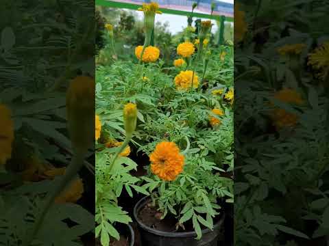 Samanthi flower plants 😍 #Nature Love # Samanthi # flower