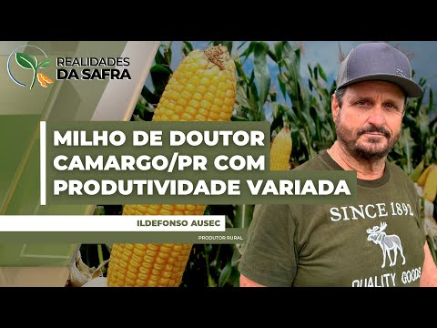 Colheita do milho começou em Doutor Camargo/PR e tem produtividades bastante variadas