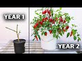 Here S How To REGROW The Same Pepper Plant Every Year How To Overwinter Your Peppers
