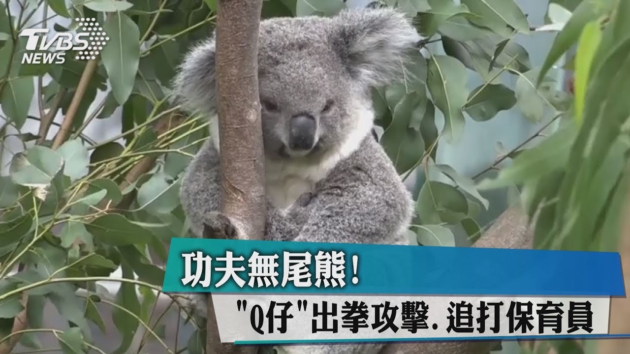 功夫無尾熊!「Q仔」出拳攻擊、追打保育員