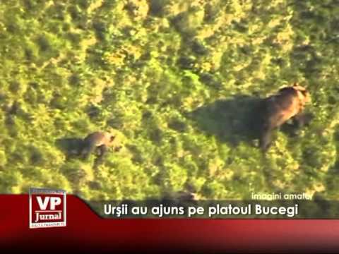 Urşii au ajuns pe platoul Bucegi
