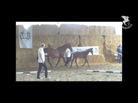 Trakehner Hengstfohlen DONAUGLANZ