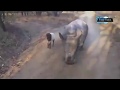 Kambing Lucu Part 8 Funny Goat Part 8