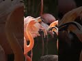 American And Chilean Flamingos 2024 04 12