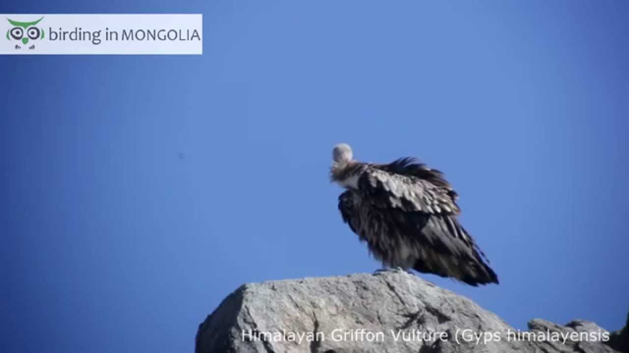 Himalayan Griffon Vulture Mongolia Birding Tour 2015