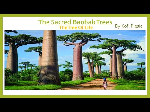 The Sacred Baobab Trees: The Tree Of Life