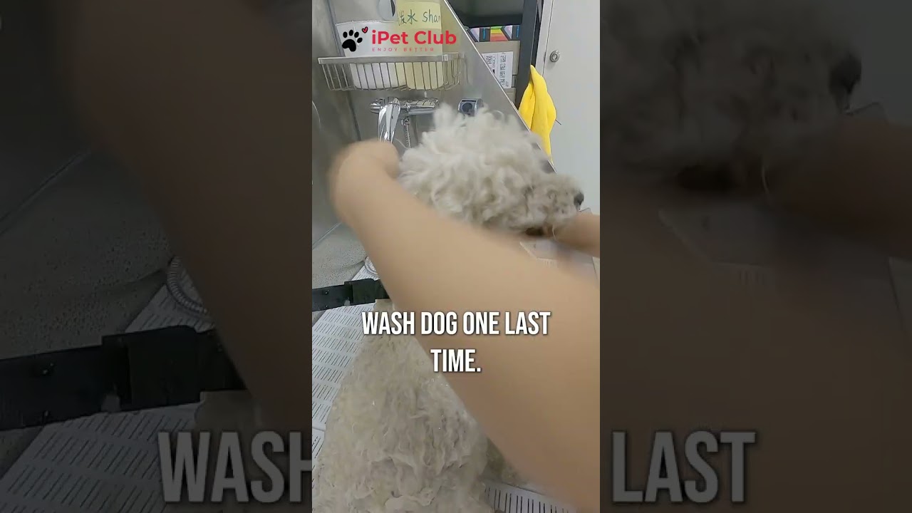 Here's how we wash our dogs.  #dog #petlover #puppy #puppylife #dogcare #doglover