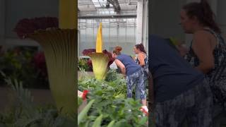 A Flower That Smells Like Death