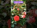 Jaddike Rose Flower Dutch Rare Thangamani Nursery