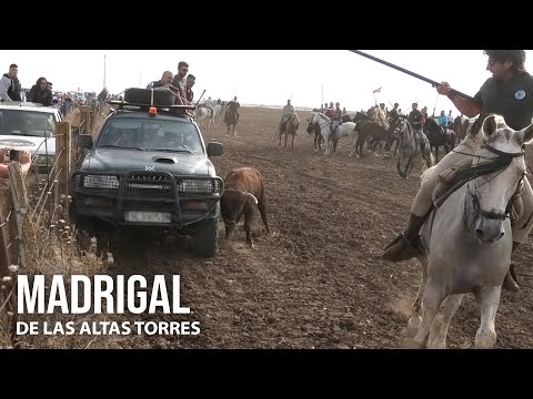 Madrigal 2024 Encierro Mixto y Capea