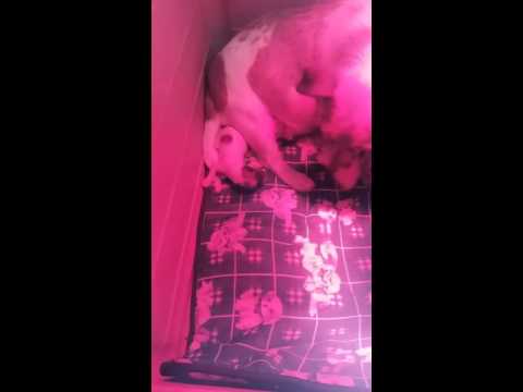 Jack Russell terrier nascita cuccioli