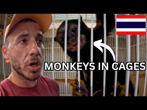 Thailand’s Exotic Illegal Animal Trade 🇹🇭