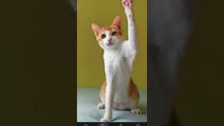 Download lagu 5 panglima scammer πΏπ₯π₯π₯π₯ #cat #kucinglucu #funny #memes mp3 Download lagu 5 panglima scammer πΏπ₯π₯π₯π₯ #cat #kucinglucu #funny #memes mp3