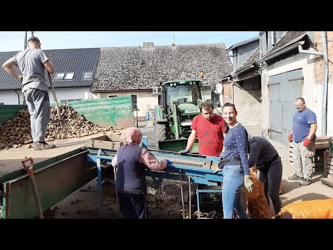 Potato Sorting ☆80-Year-Old Grandma Still Has Strength ☆Polish Wykopki