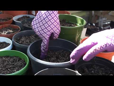 The Principles of the Honorable Harvest by Robin W. Kimmerer, read by Marianella Lopez