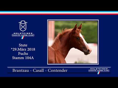 1. Holsteiner ONLINE-Fohlenauktion | Nr. 1 v. Brantzau - Casall