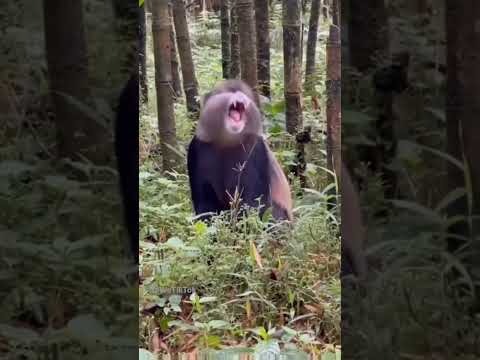 Monkey Sounds 🐒😱🙉🔊🔉 #youtubeshorts #shorts #viralshorts #monkey #ytshorts #shortsfeed #funny #sound