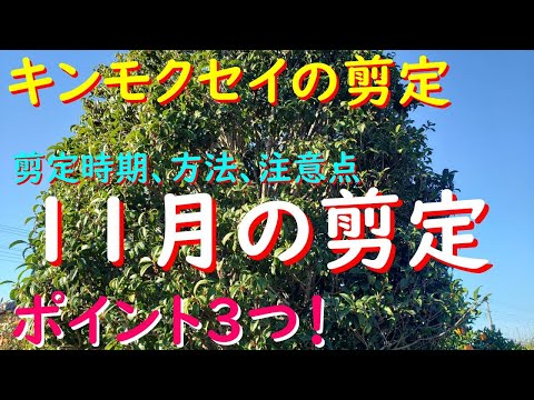 翡翠の木の剪定方法は？簡単なビデオチュートリアル + トップメンテナンスのヒント  庭園