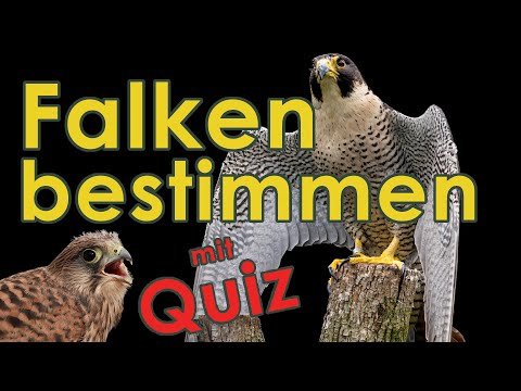 Falken bestimmen - Jägerprüfung (Greifvögel Federwild I)