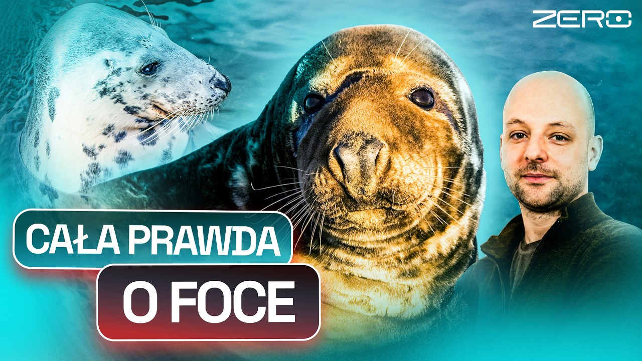 WSZYSTKO CO POWINNIŚCIE WIEDZIEĆ O FOCE