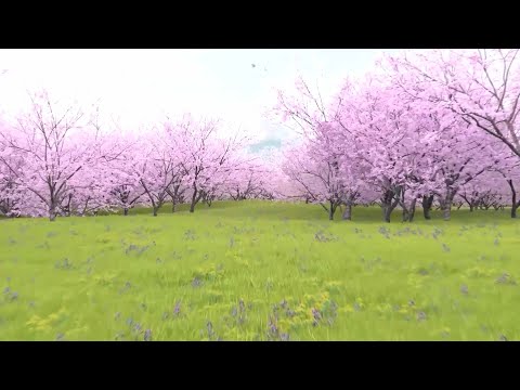 4 Hours LOOP threw Cherry Forest, Sakura path, Birds and Nature sounds, Ambience for sleep.